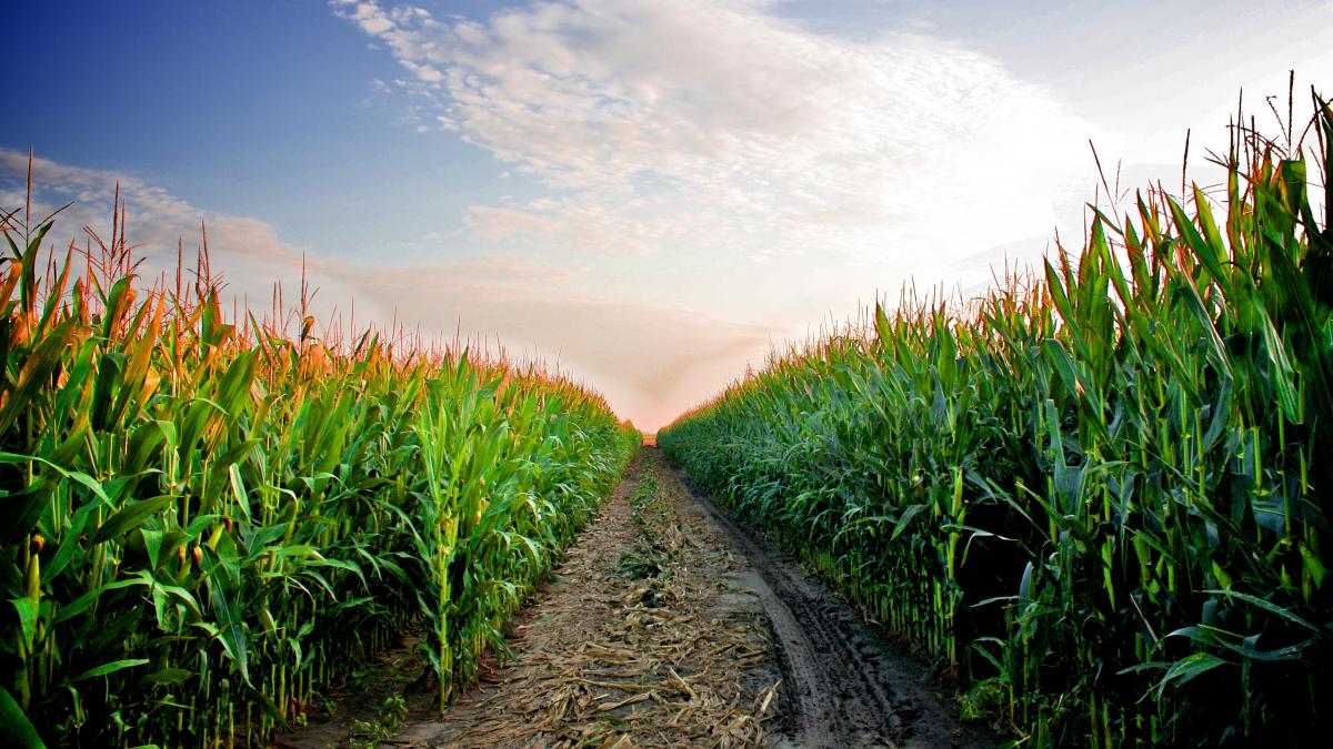 Corn Field